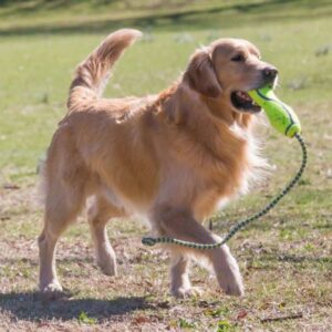 Kong Airdog (Large)