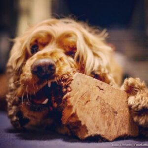 Chew Roots