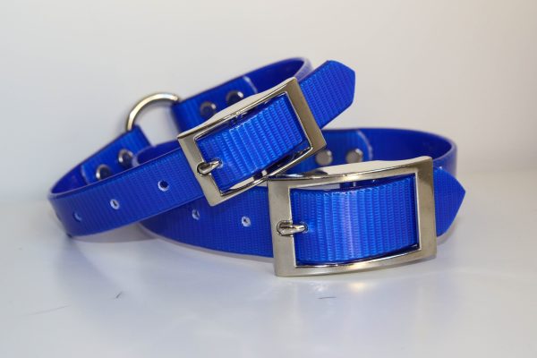 Dayglo Collar - Blue