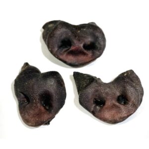 Wild Boar Snouts