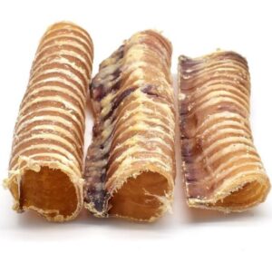 Large Tracheas