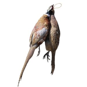 Whole Pheasant In Feather