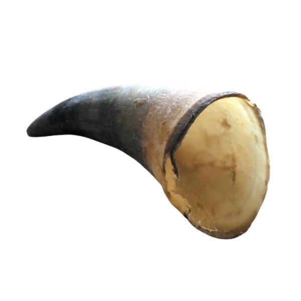 Cow Horns