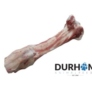 Jurassic Bone 🦴