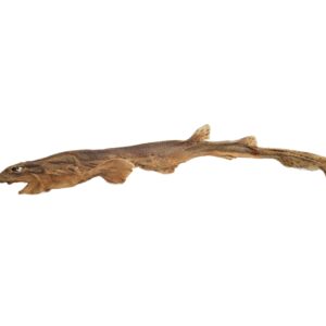 Whole Dog Fish (Shark)